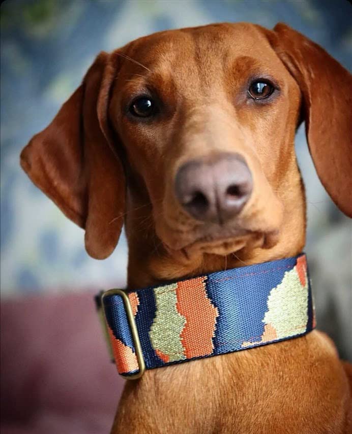 Zugstopp Halsband mit Polsterung, Martingale, gepolstert, 5 cm breit, Trainingshalsband, verstellbar (bis 44cm Hals- 50cm Kopfumfang inkl 6cm Zugstopp, Metallteile: Messing)