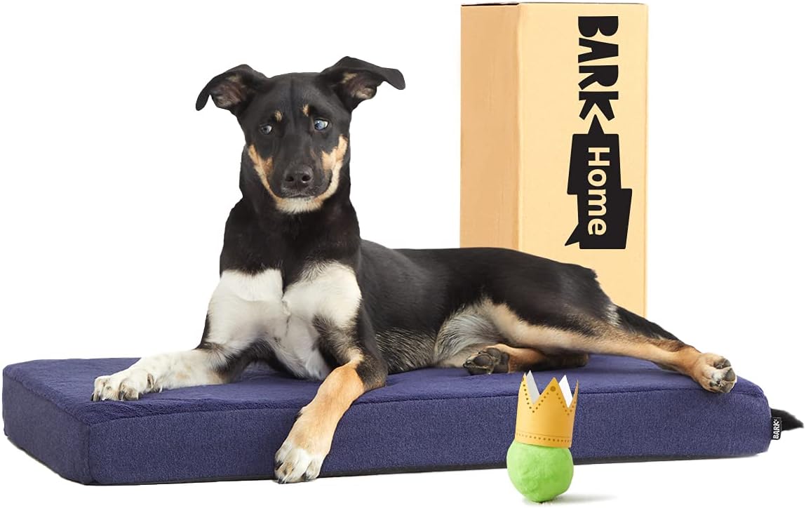 Barkbox Soft Plush Memory Foam Platform Dog Bed, Mattress for Orthopedic Joint Relief, Machine Washable Cuddler with Removable Cover and Water-Resistant Lining, Includes Squeaker Toy : Pet Supplies