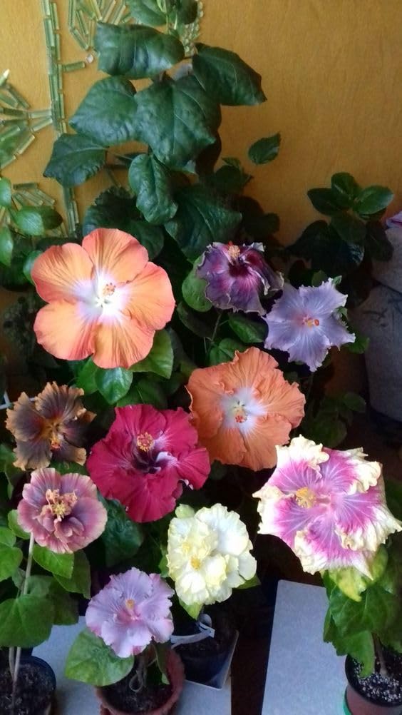 BeGrin 5-8 Colour Multi Grafted Hibiscus Live Plant America Variety Rose Mallow Joba Flower Live Plant Chinese Hibiscus China Rose Shoeblack Live Plant Bloom in 1 month (B0D43BJQS4) Amazon Price History, Amazon Price Tracker