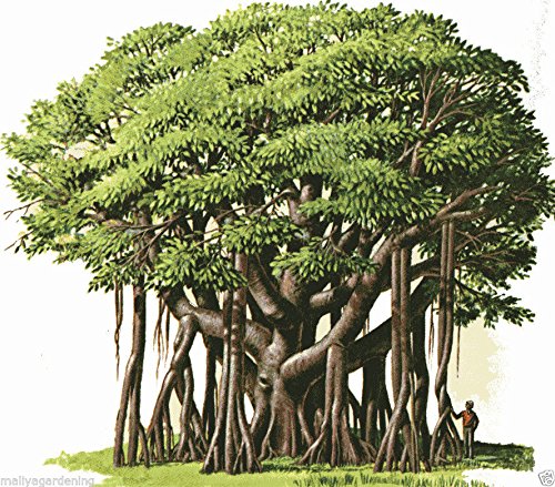 Creative Farmer Bonsai Suitable Seeds Banyan Plant Seeds With Large, Green Leaves Large Canopy Seeds Kitchen Garden Seeds Pack (B078R6J1Q6) Amazon Price History, Amazon Price Tracker