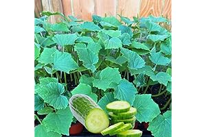 4, 6 to 8 Inch Tall Marketmore 76 Live Cucumber Plants for Indoors or Outdoors