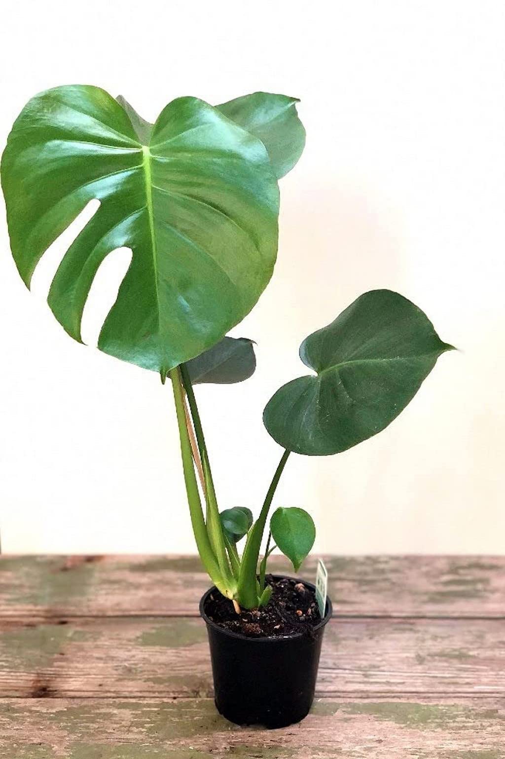 Buy Creative Farmer Monstera Deliciosa SplitLeaf Philodendron/Swiss Cheese Indoor (y Live
