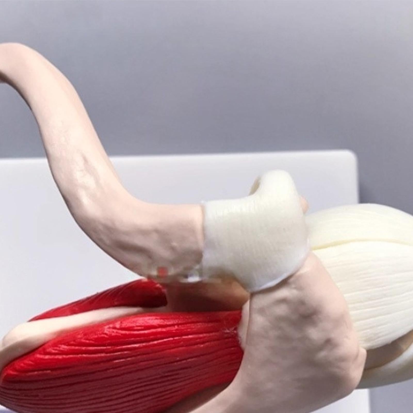 Anatomico Strumento Didattico Anatomico | Anatomico Di Spalla E Cuffia Per Medico Uomini Donne Ragazzi Ragazze Giovani Adolescenti Figlio Figlia Famiglia