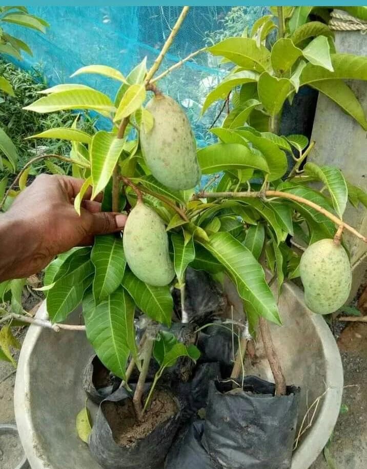 All Year Fruiting/Baramasi Grafted Katimon set of Thai Mango Plant High Yield Variety Upto 2 feet Height Combo of 2 3