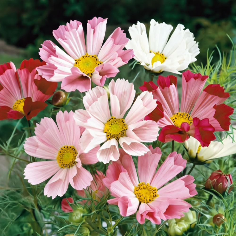 Cosmos Sea Shells Mix Seeds – Beautiful & Unusual – Perfect for Summer Borders – Half Hardy Annual – for Your Beautiful Garden