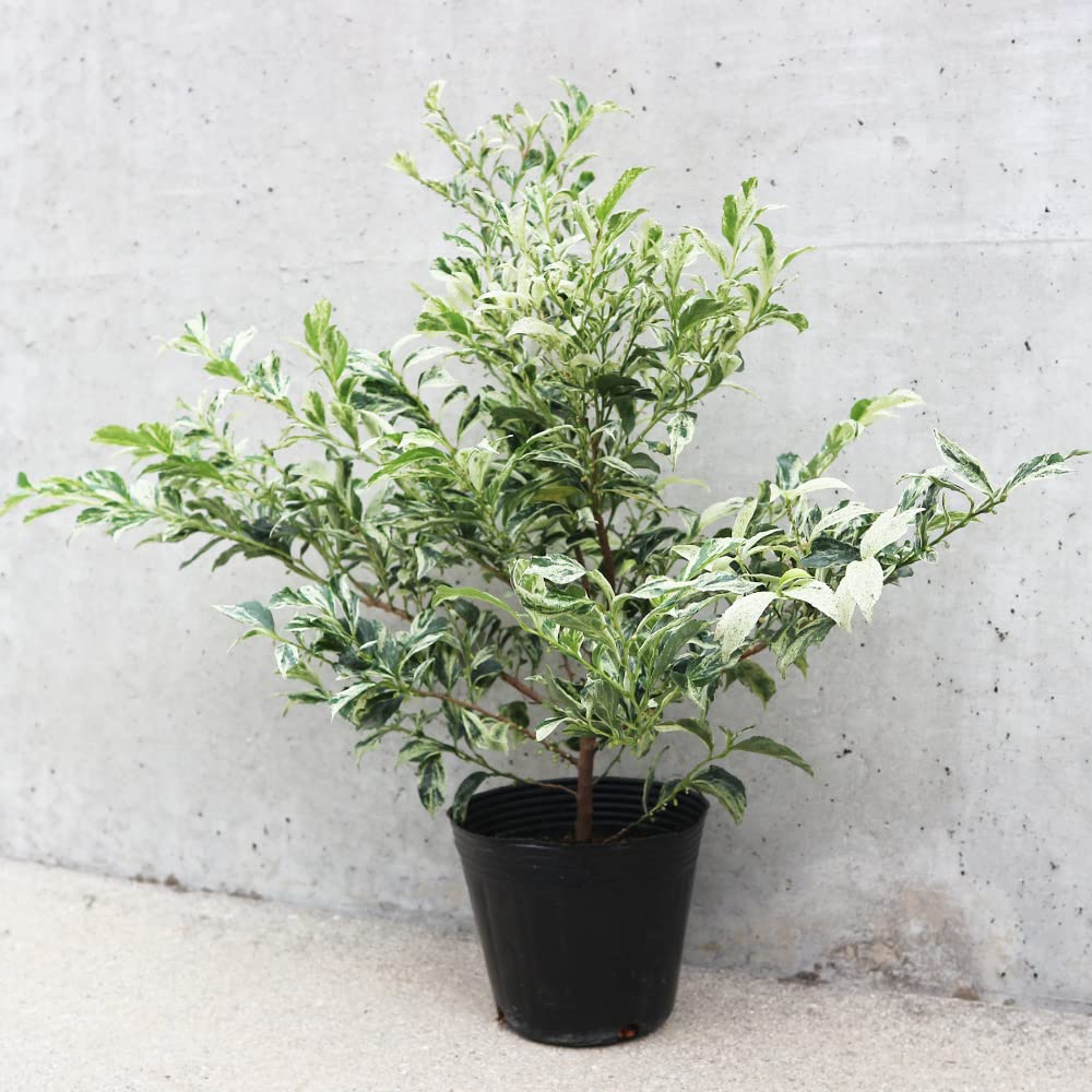 Amazon.co.jp: ヒサカキ 残雪4号ポット【品種で選べる花木苗/1個売り