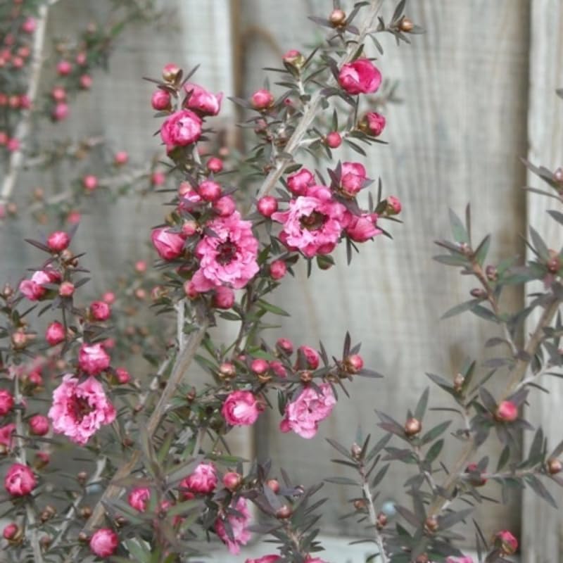 Manuka Tea Tree Live Plant, Pink Flowers Leptospermum Plant, 4 to 6 Inch Tall, Well Rooted Plants, No Pot