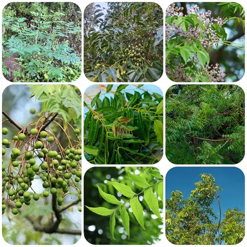 semillas de árbol de neem plantas resistentes en macetas Plantas decorativas para jardín de hierbas plantas a base de hierbas Decoración de plantas Plantas de jardín Semillas del árbol 50pcs