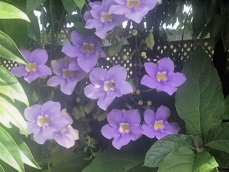 Miniatura 6 de Blue Sky Vine Thunbergia grandiflora - LiveTropical Plant - Blue Flower - Emerald Goddess Gardens - Starter Sz maceta de 4 pulgadas