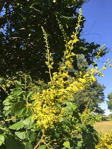 Miniatura 2 de 1-1000 piezas de semillas de árbol de lluvia dorada Pride India barniz Koelreuteria Paniculata flor amarilla 0138 (1 semilla)