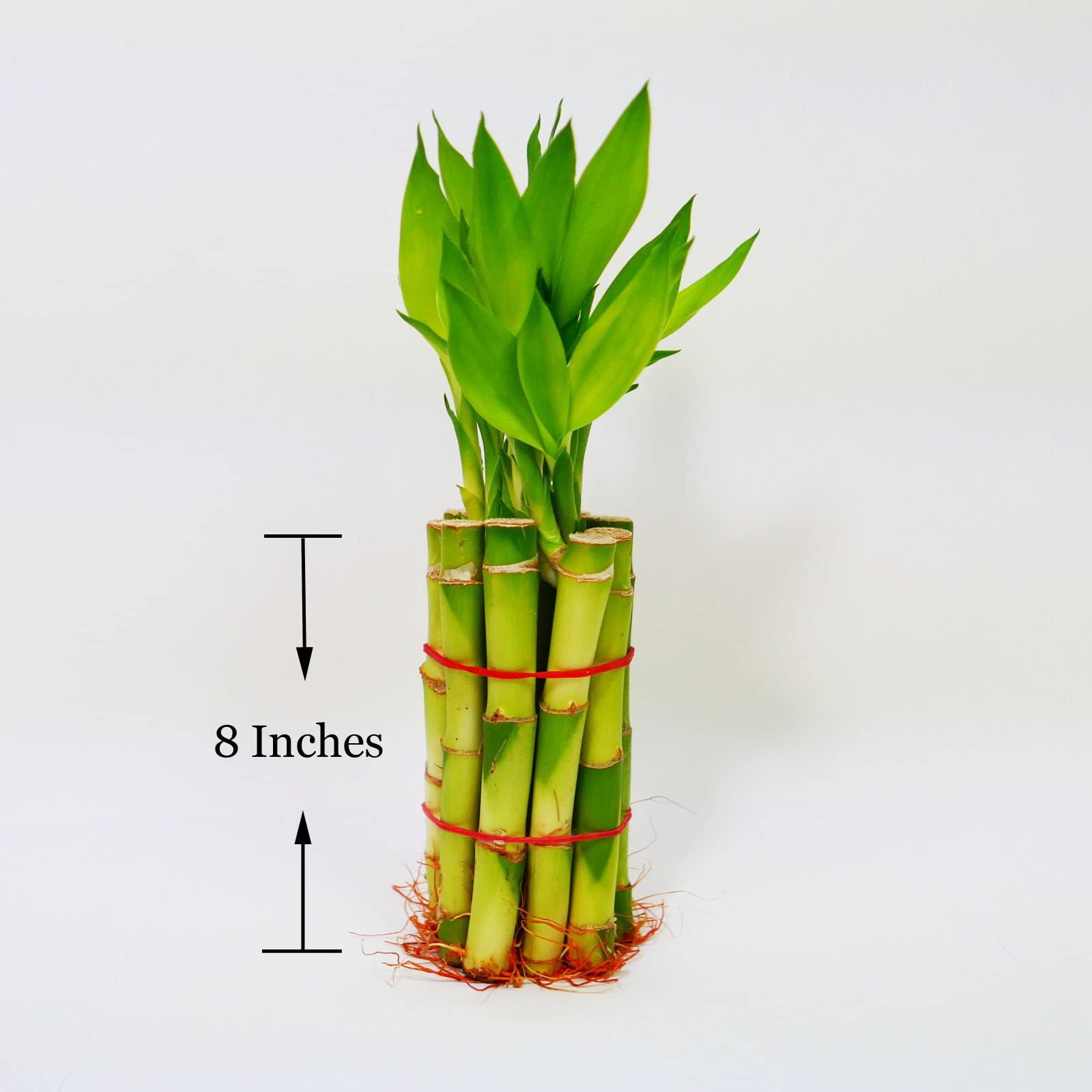 Amazon.com: Lucky Bamboo Stalks with Shoots, 8" : Grocery & Gourmet Food