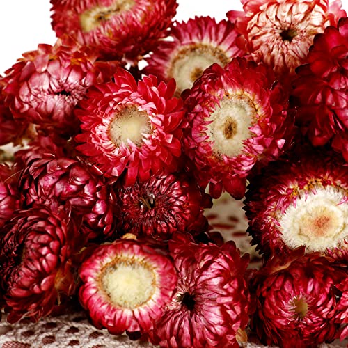 Mihuage Dried Flower 40Pcs Daisy Bouquet 100% Natural Chrysanthemum Dry Flower For Vase Home Décor Party Diy Arrangement Wheat Straw Bulk (Purple) #TOP3