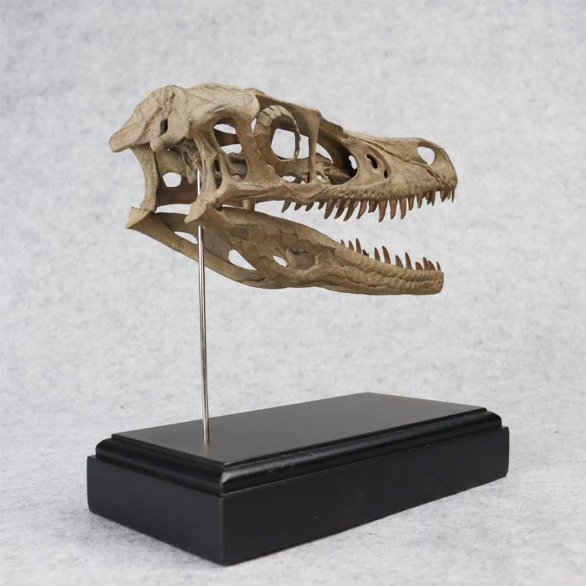 Velociraptor Skull Model - Resin Fossils, for Raptor Skull Home Bar Decor Collection Statue Teaching Prop