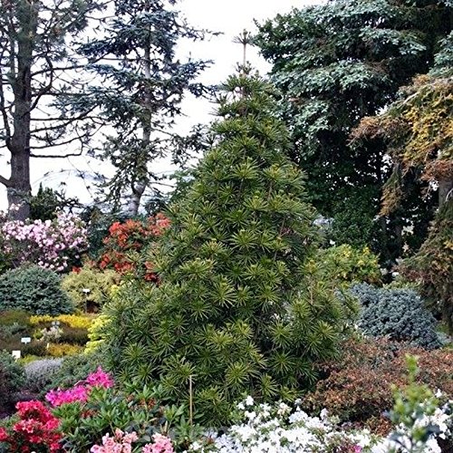 Preisvergleich Produktbild Japanische Schirmtanne Sternschnuppe 30-40cm - Sciadopitys verticillata
