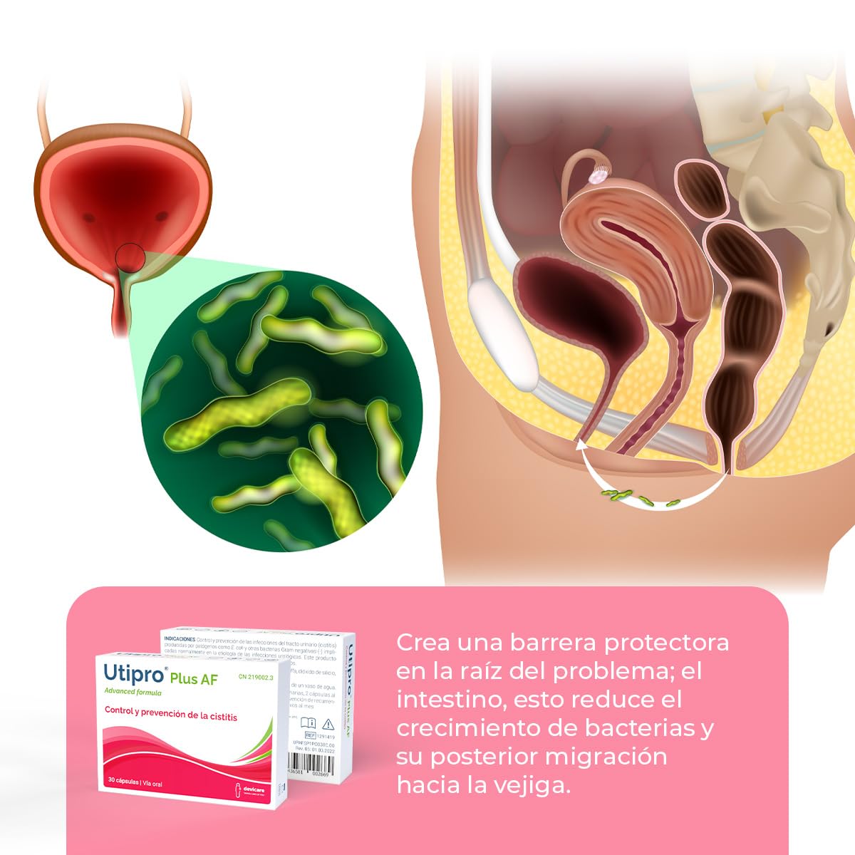 Utipro Plus AF - Tratamiento No Antibiótico - Control y Prevención de las Infecciones del Tracto Urinario – 30 cápsulas | Tratamiento no antibiótico. Ayuda al control y prevención de las infecciones del tracto urinario.