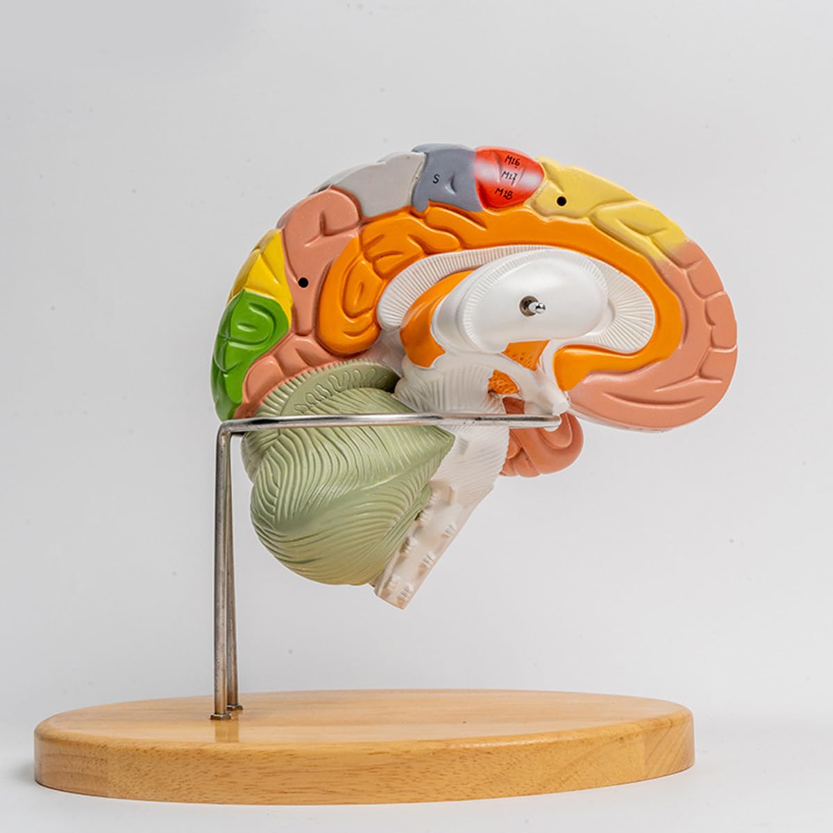 Model anatomii mózgu – wyjmowany trzon mózgu i móżdżek pomoc dydaktyczna w psychologii medycznej i edukacji
