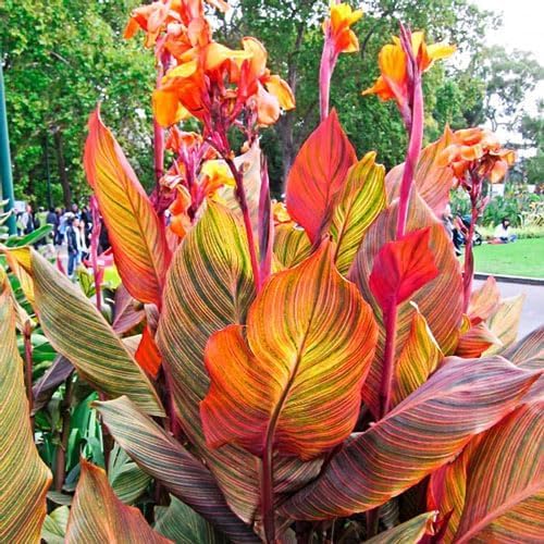3 Variegated Giant Canna Lily Bulbs for Planting 3 Rhizome Tropical Tall Flower Plant Striped Leaves Outdoor Garden or Container Plant Summer Blooming Ornamental Easy to Grow