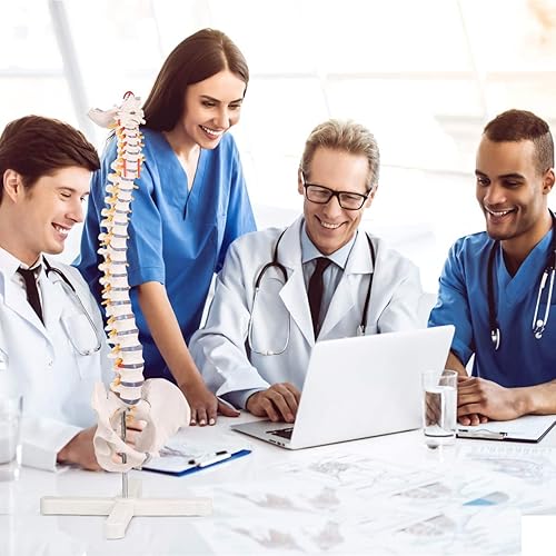 Miniatura 6 de Winyousk Modelo de columna vertebral de anatomía, modelo de columna vertebral humana anatómica flexible de tamaño natural de 34 pulgadas, modelo de