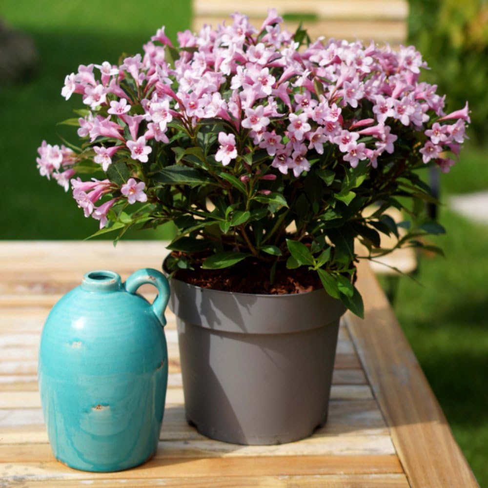 Thompson & Morgan Hardy Perennial Weigela βPink Poppetβ, Flowering Dwarf Shrub, Potted Garden Plants Ideal for Cottage Gardens, Patio and Containers (1 x 10 litre Pot)