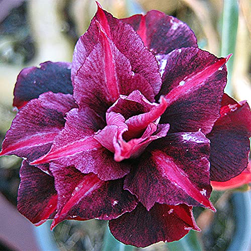 Bulbo rosa del desierto. - La mejor opción para la decoración del jardín.- Pétalos de colores variados-（NVNJHJN）-1 bulbos-C