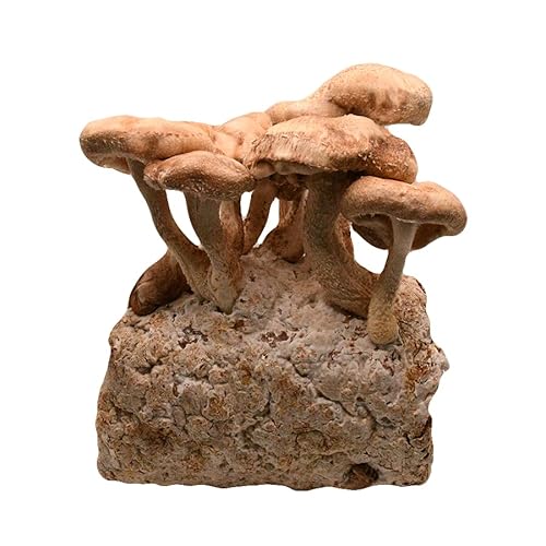 Shiitake Mushroom Grow Kit by Oakland Mushroom Co. | Handmade with Organic Ingredients | Ready to Grow | Harvest in 7-14 Days