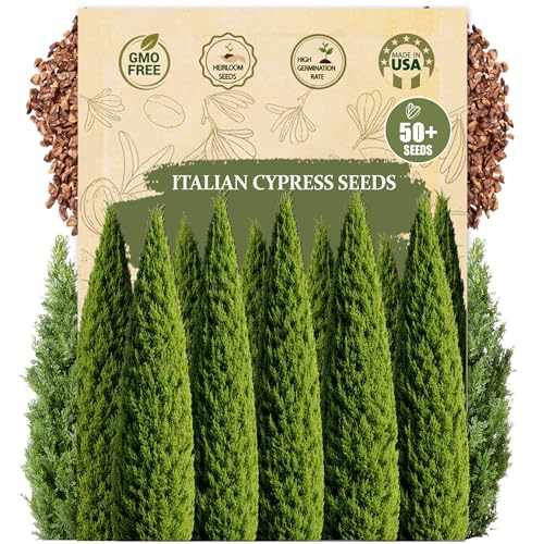 Premium Italian Cypress Seeds (Cupressus sempervirens) 50+ Pcs Tall Columnar Evergreen Tree Seeds for Privacy Hedge Windbreak & Landscape Planting Mediterranean Cypress Seed Packet