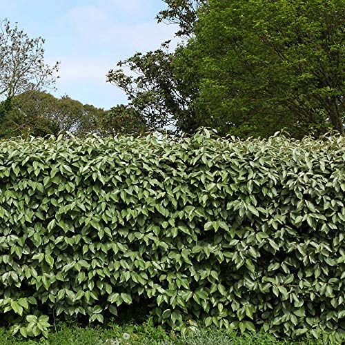 Cottage Hill Eleagnus-2 Piece Live Plant, Green-Silver-Brown Foliage