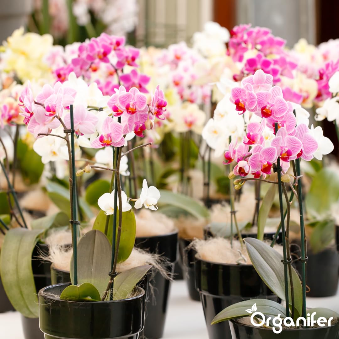 Flüssigdünger Für Orchideen (Phalaenopsis) - 5x1L - NPK 3-4-3
