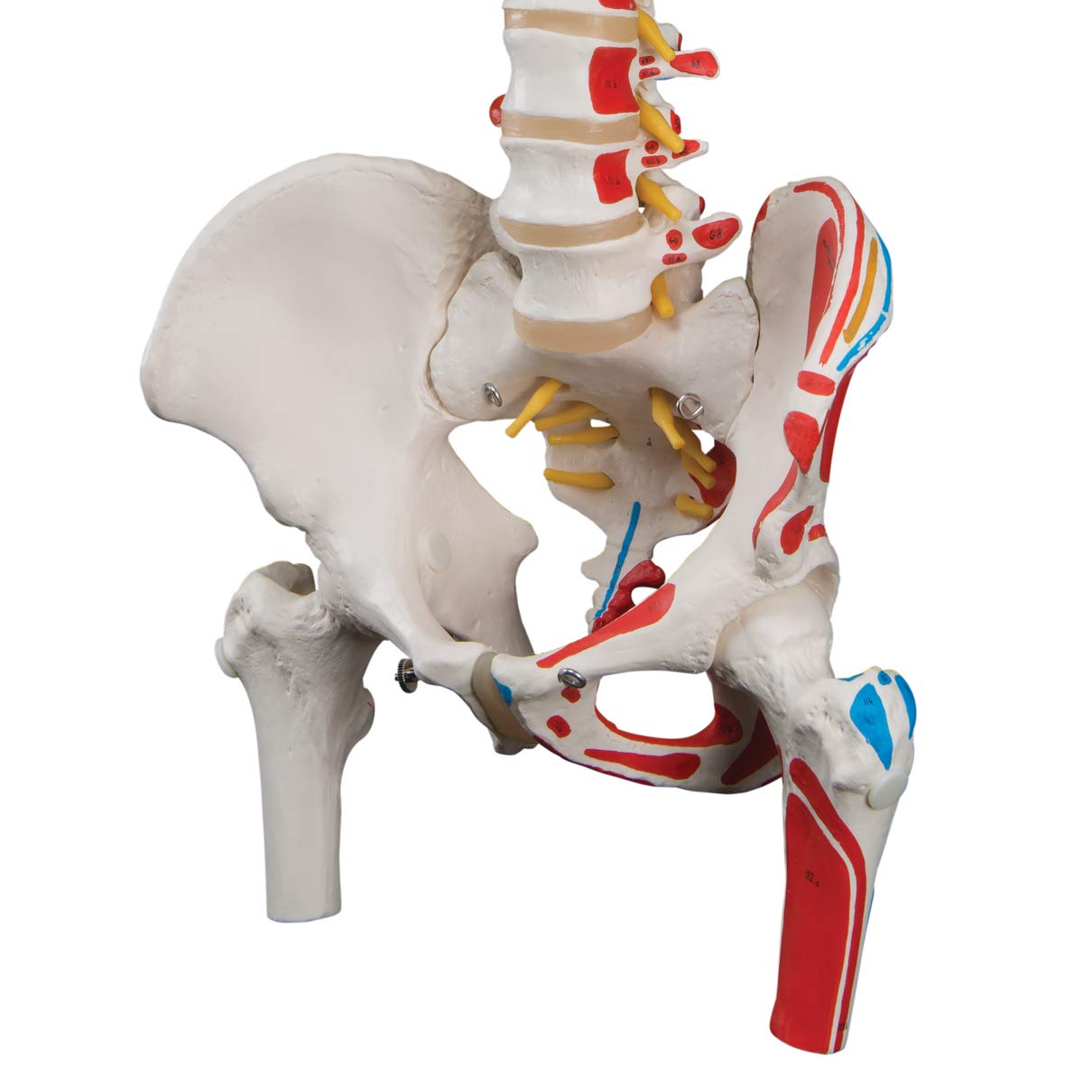 3B Scientific A58/3 Painted Classic Flexible Spine w/ Femur Heads - 3B Smart Anatomy