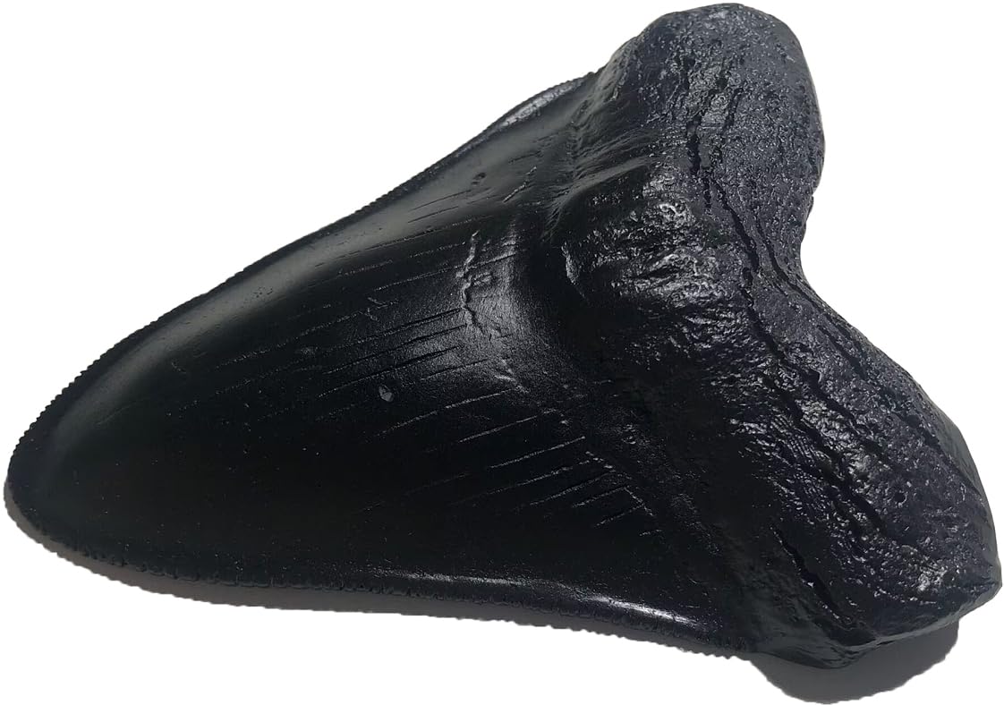 Megalodon - Replica di denti di squalo gigante, fuso fossile di qualità museale, colore: nero