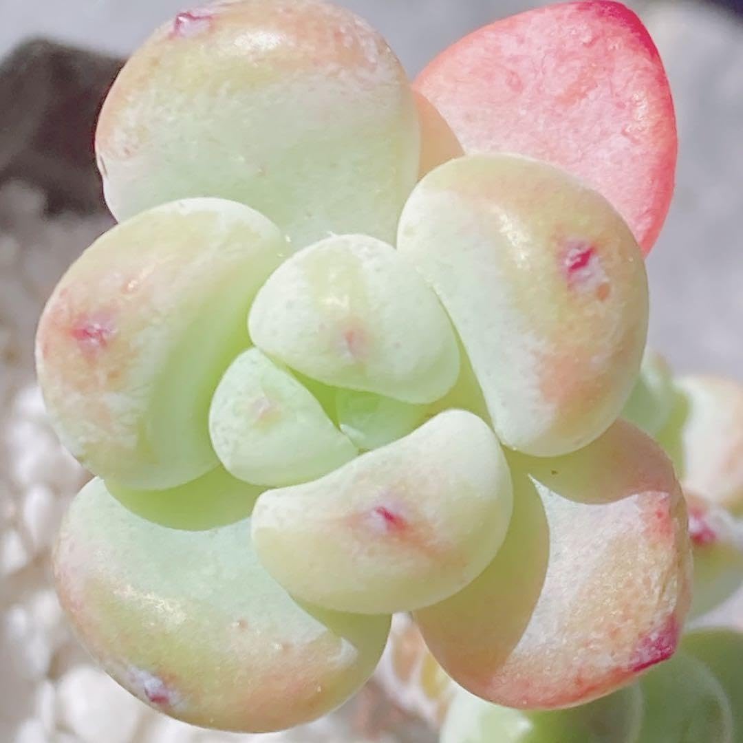 Amazon.co.jp: 212 多肉植物 ピンクラウル 群生 美苗 : おもちゃ