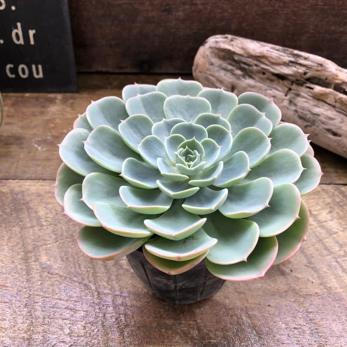 七福神　⑥ 多肉植物エケベリア 楽天市場】エケベリア 七福神 多肉植物 タニクショクブツ 草幅9cm