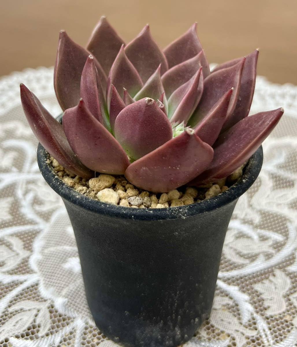 Amazon.co.jp: 特選レア美苗多肉植物ゲラン : おもちゃ
