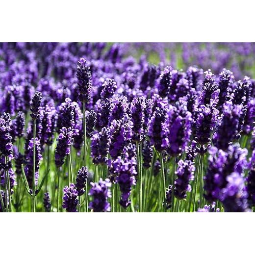 Semi LAVANDA In Busta Ermetica MADE IN ITALY Qualità superiore con 95% di germogliazione con istruzioni