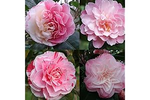 Camellia Beauties: 20+ Enchanting Seeds for Flourishing Florals
