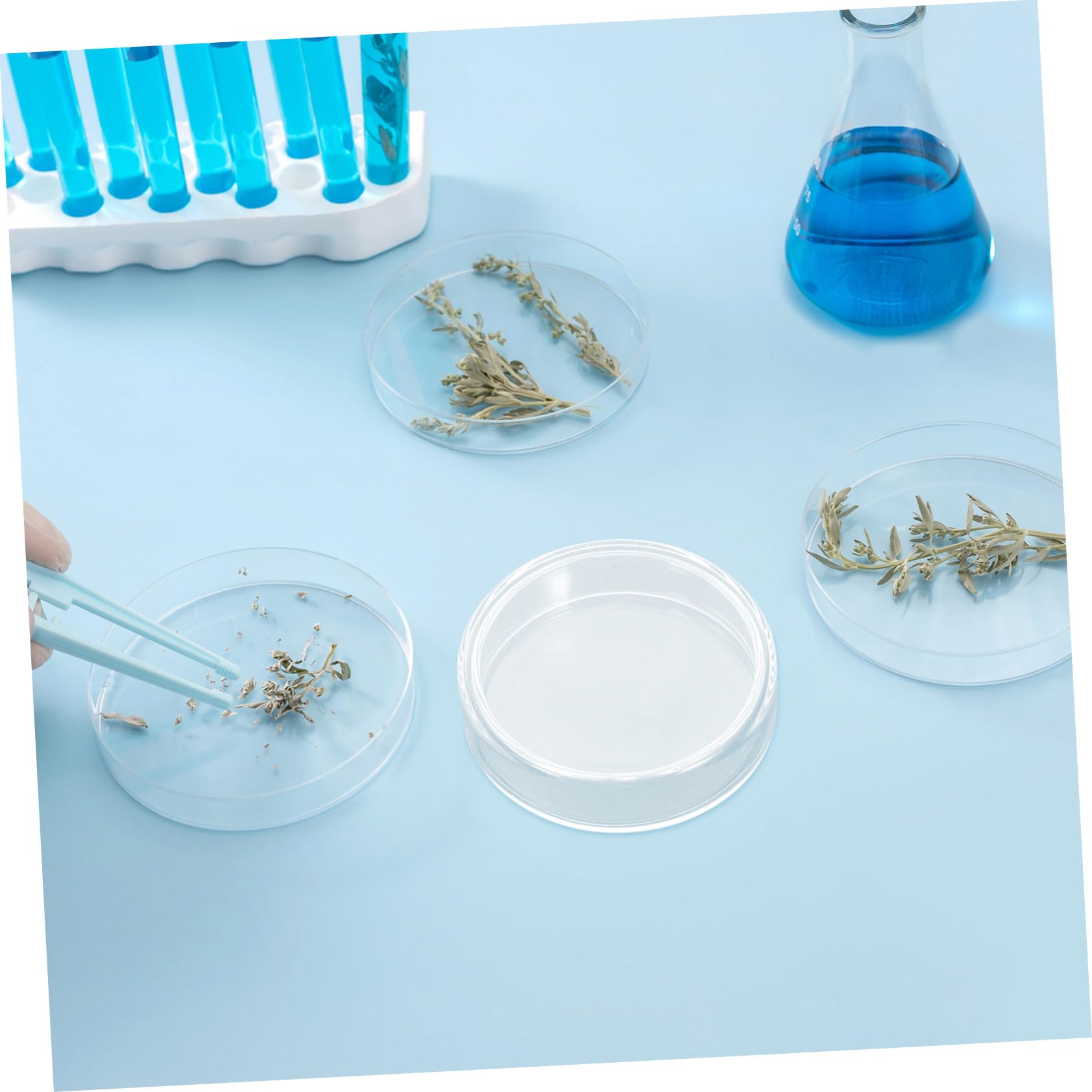 Cabilock 10piezas Placa De Cultivo De Vidrio Para Experimentos Laboratorio Placas De Petri Microbiológicas Con Superficie Lisa Para Crecimiento Celular