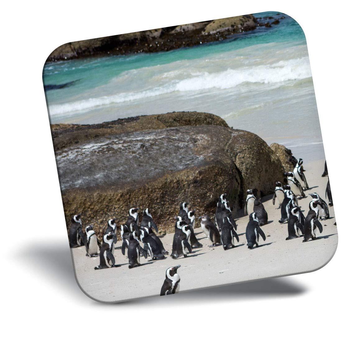 Destination Vinyl Ltd Fridge Magnet - Boulders Beach Penguins Cape Town 16260