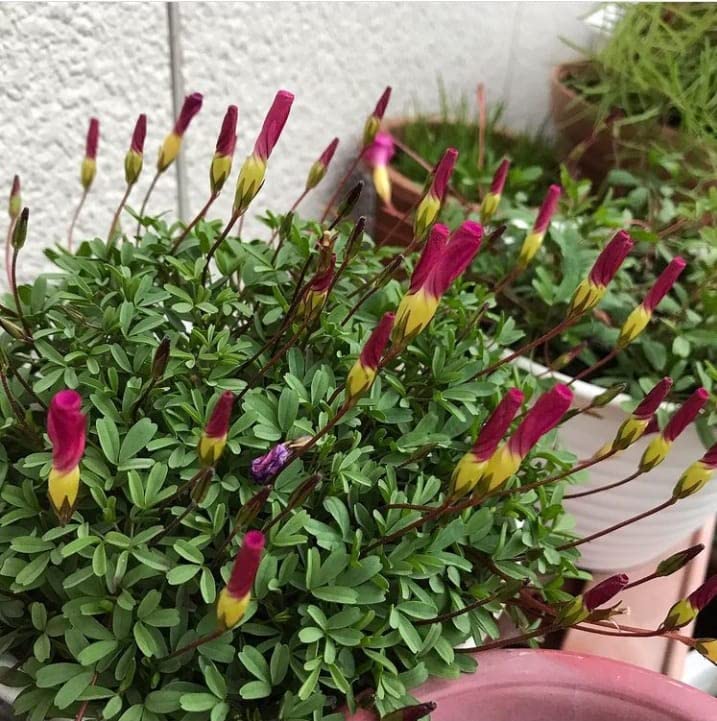 Good Luck Plant Lucky Clover Oxalis Flower Bulbs For Outdoor And Indoor Gardening Pack of 2 Bulbs flowers-image-18