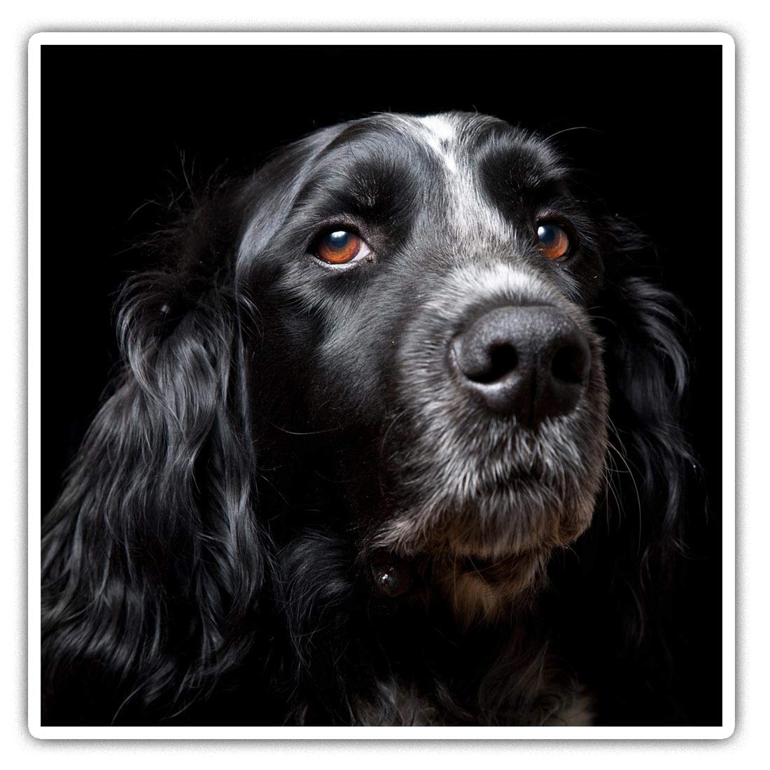 Destination Vinyl Ltd Multi 2 X Square 7.5Cm Vinyl Stickers - Black Spaniel Dog Cocker Springer 44334