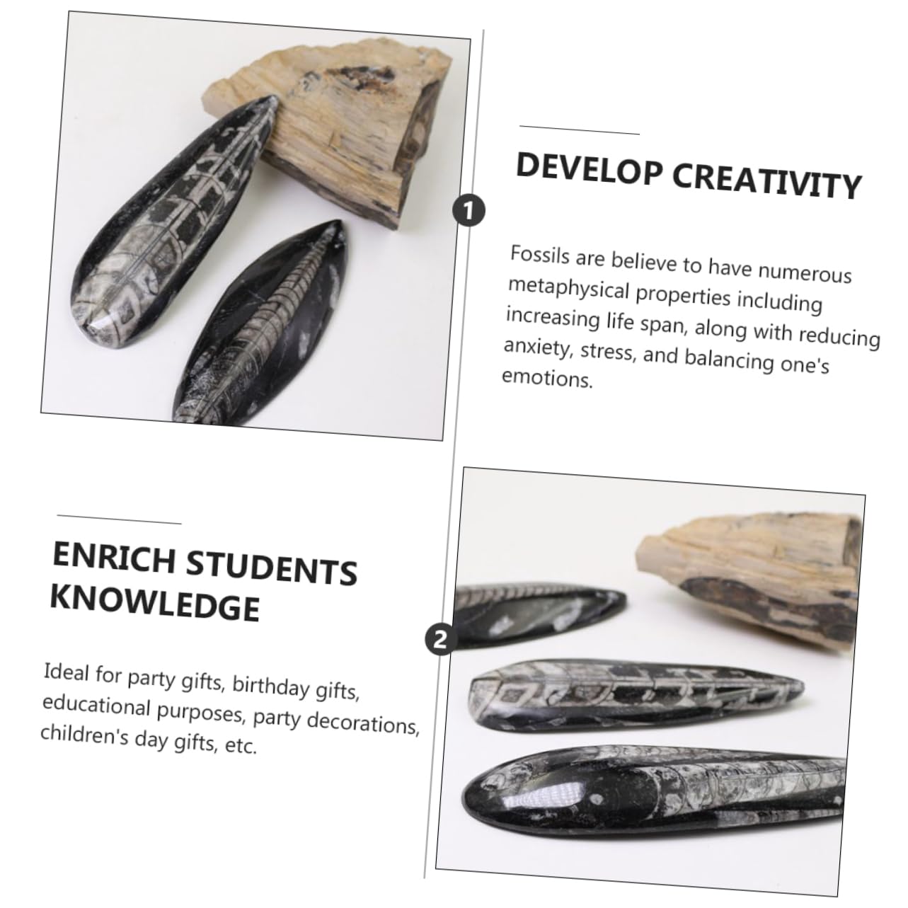 TOYANDONA Campione Fossile Orthoceras Paleo-oceano Naturale per Educazione Scientifica e Decorazione da Scrivania, Materiale Didattico per Paleontologia e Giocattolo Educativo per Ragazzo