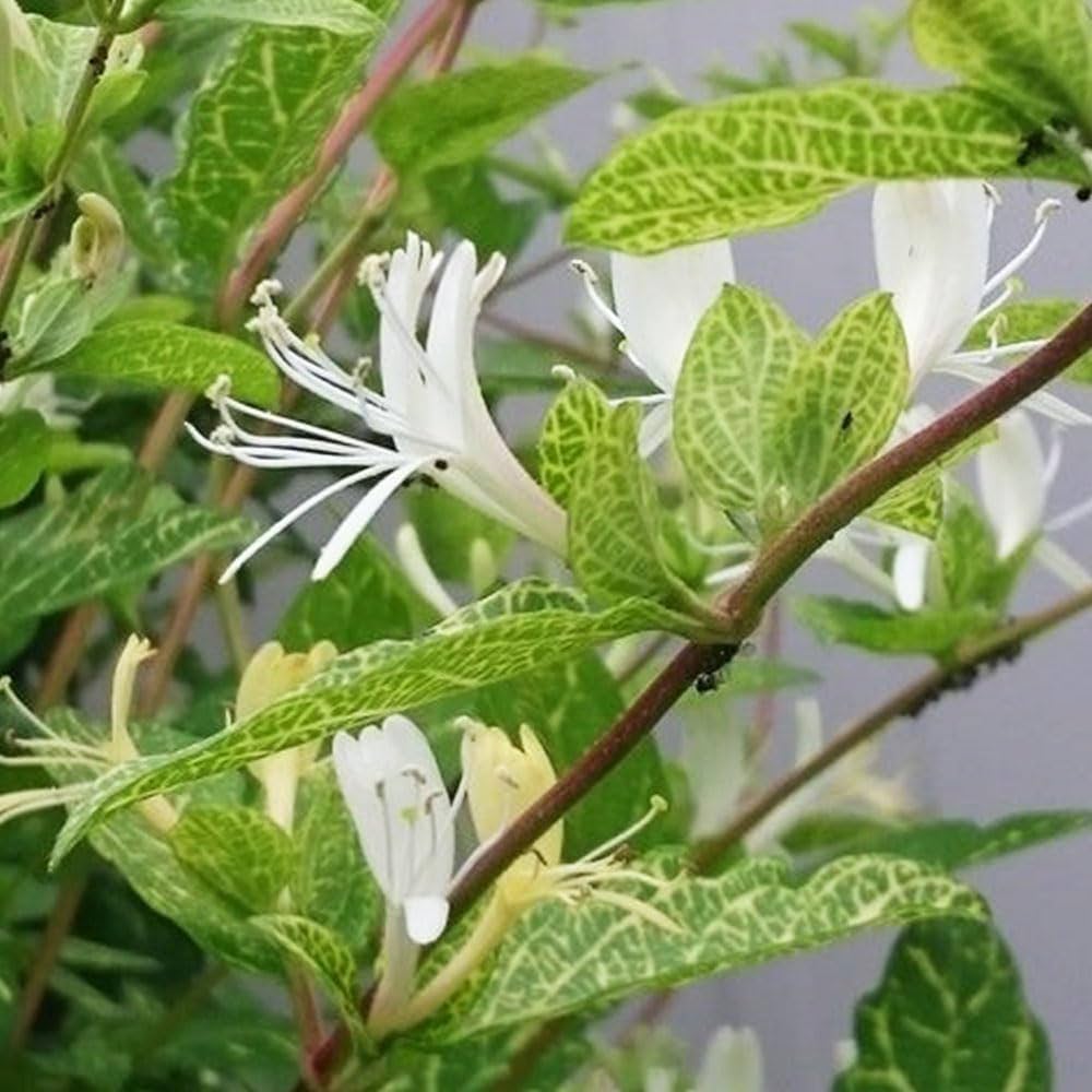 Amazon.co.jp: ITANSE ハニーサックル ゴールデン 3号 3個セット