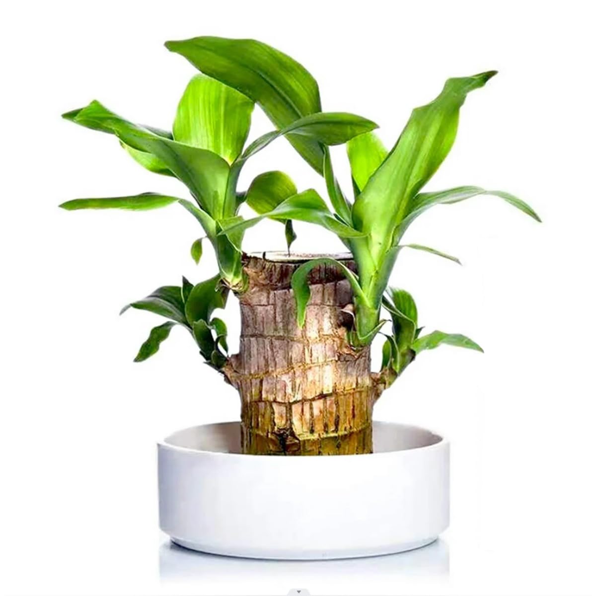 DealFry Imported Brazilian Lucky Wood Plant Stem, Draceana Warneckii Brazilian Lucky Bamboo Wood Hydroponic Live Stick Plant for Living Room, Feng Shui Plant - (Pack-1) (B0DFZSNLSW) Amazon Price History, Amazon Price Tracker
