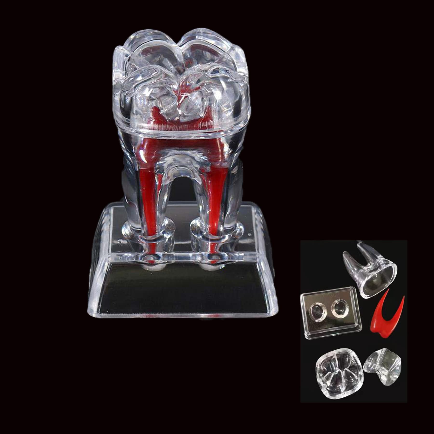 Dental Model Removable Transparent Tooth Anatomy Molar Model For Teaching Studying Clinic Decoration