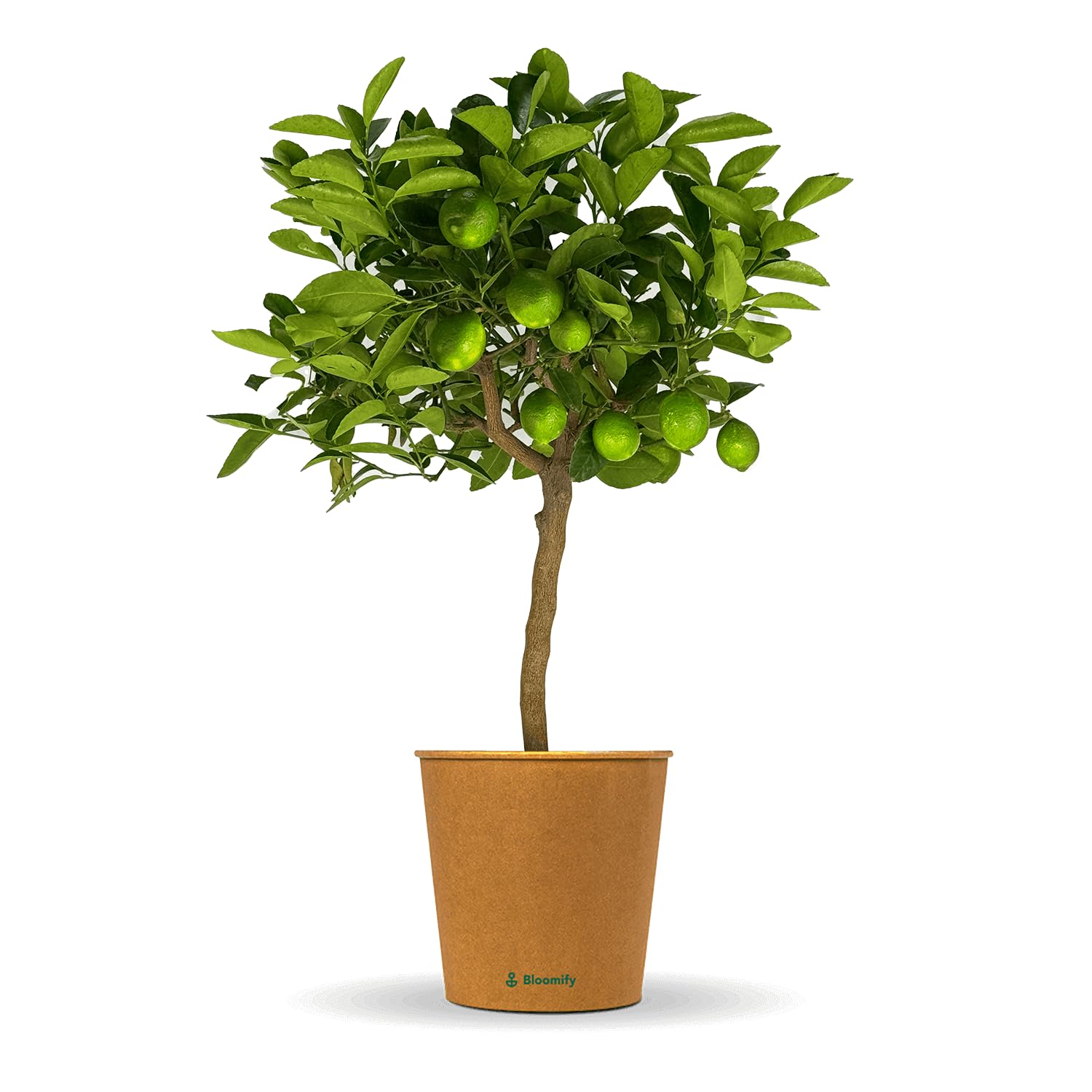 Bloomify® Limettenbaum "Lili" | 70 bis 100 cm großes selbstbefruchtendes Limettenbäumchen | pflegeleichte Limette für für Topf oder Kübel | schöne Blüten, aromatische Früchte