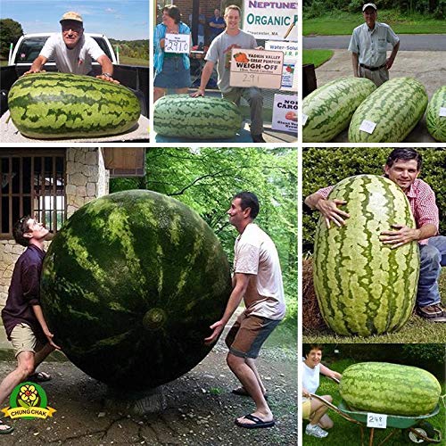 ScoutSeed Semillas de sandía gigante Vegetal Gran herencia Jardín Fruta Semilla Planta de jardín