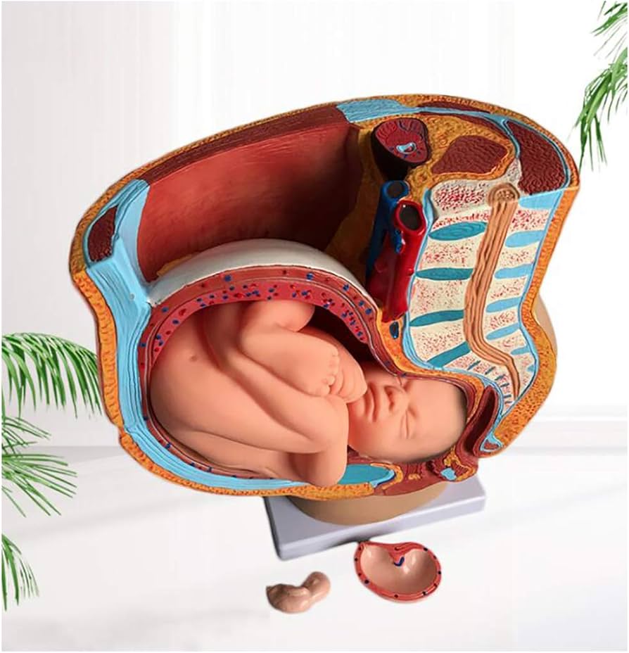 Amazon.co.jp: 女性骨盤子宮モデル - 生殖器系と胎児モデル - 女性矢状