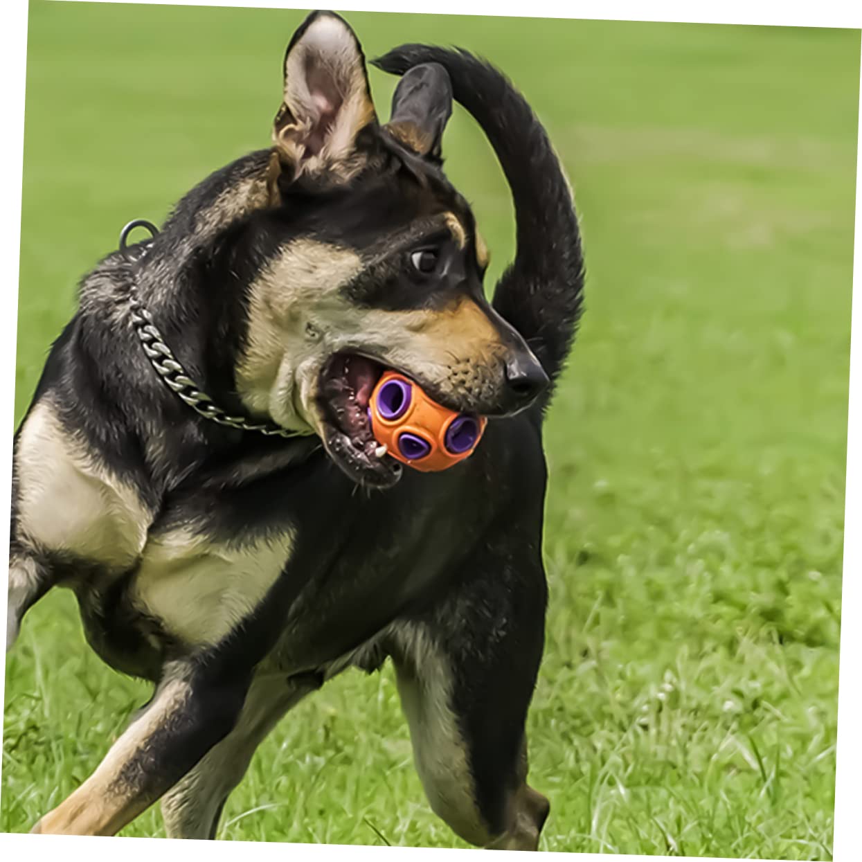 BESPORTBLE Giocattolo per Cani Interattivo in Gomma Resistente al Morso Suoneria per Stimolare Gioco la Pulizia dei Denti 2 Unitá