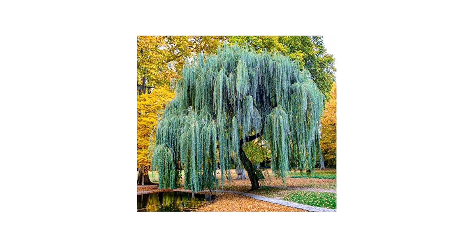 アウガルテン　Willow Amazon.com : Weeping Willow Tree Cuttings to Plant - Fast