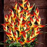 bulbos narcisos comprar La forma de la flor del gorrión es muy similar a la hierba y tiene una variedad de movimientos animados.