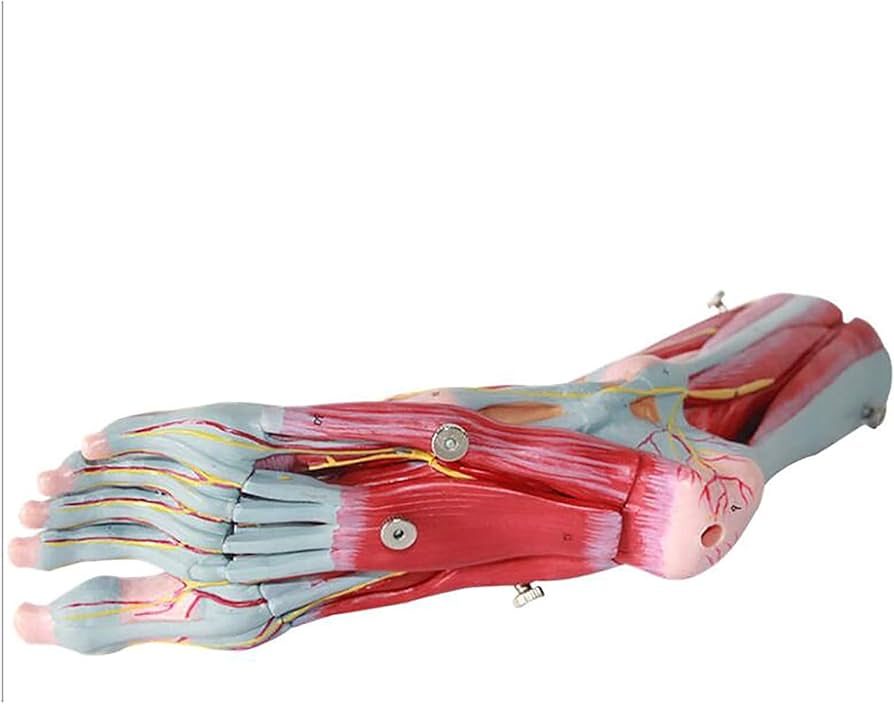足　筋肉　模型 9分解　人体模型 足 筋肉 模型 9分解 人体模型